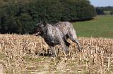 BOUVIER DES ARDENNES 233